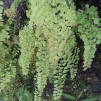 Adiantum